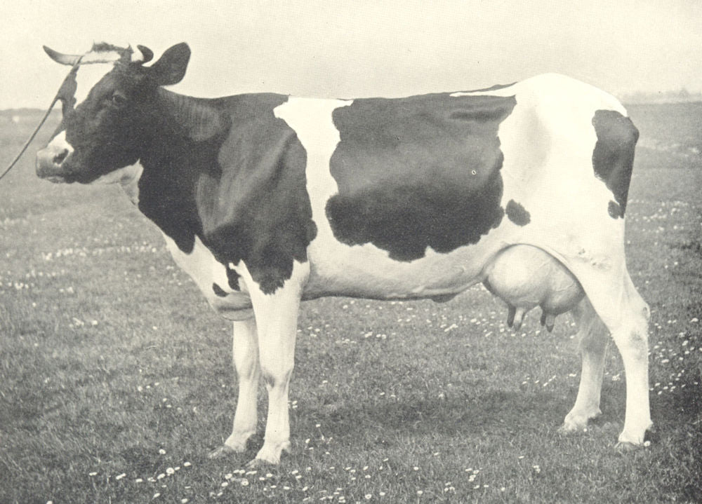 CATTLE. Friesian Cow 1912 old antique vintage print picture